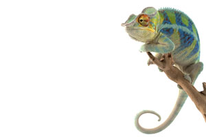 Reptiles